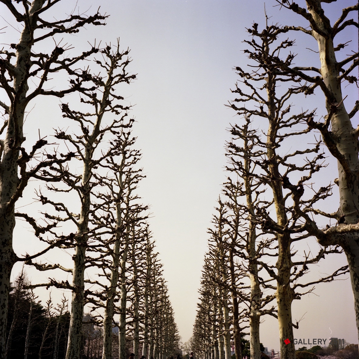 No.131 -「欧洲庭园的平面树」
2006 Camera：SEAGULL 4A-109 