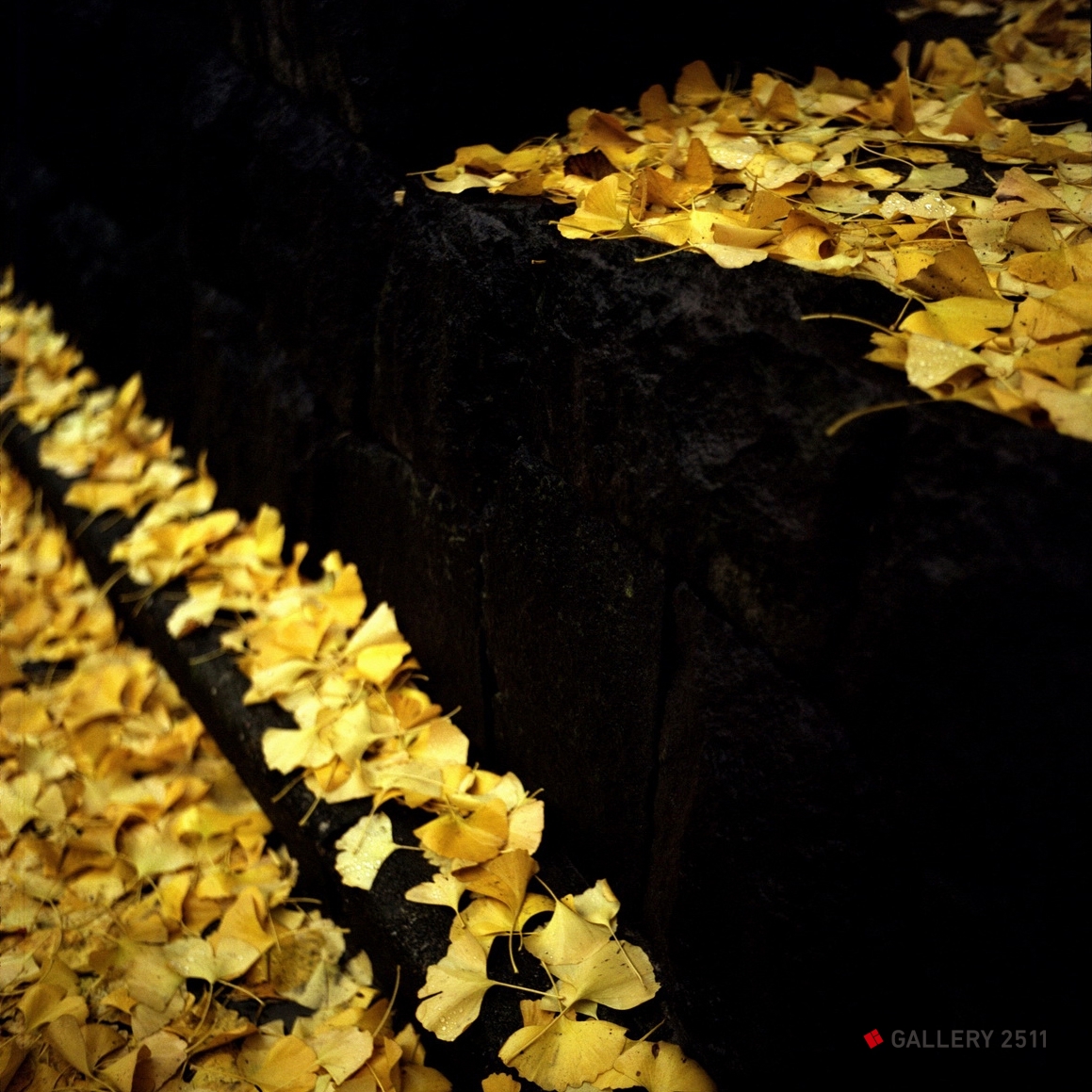 No.138 - "Golden autumn (composition)